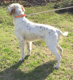 Chestnut ridge outlet english setters